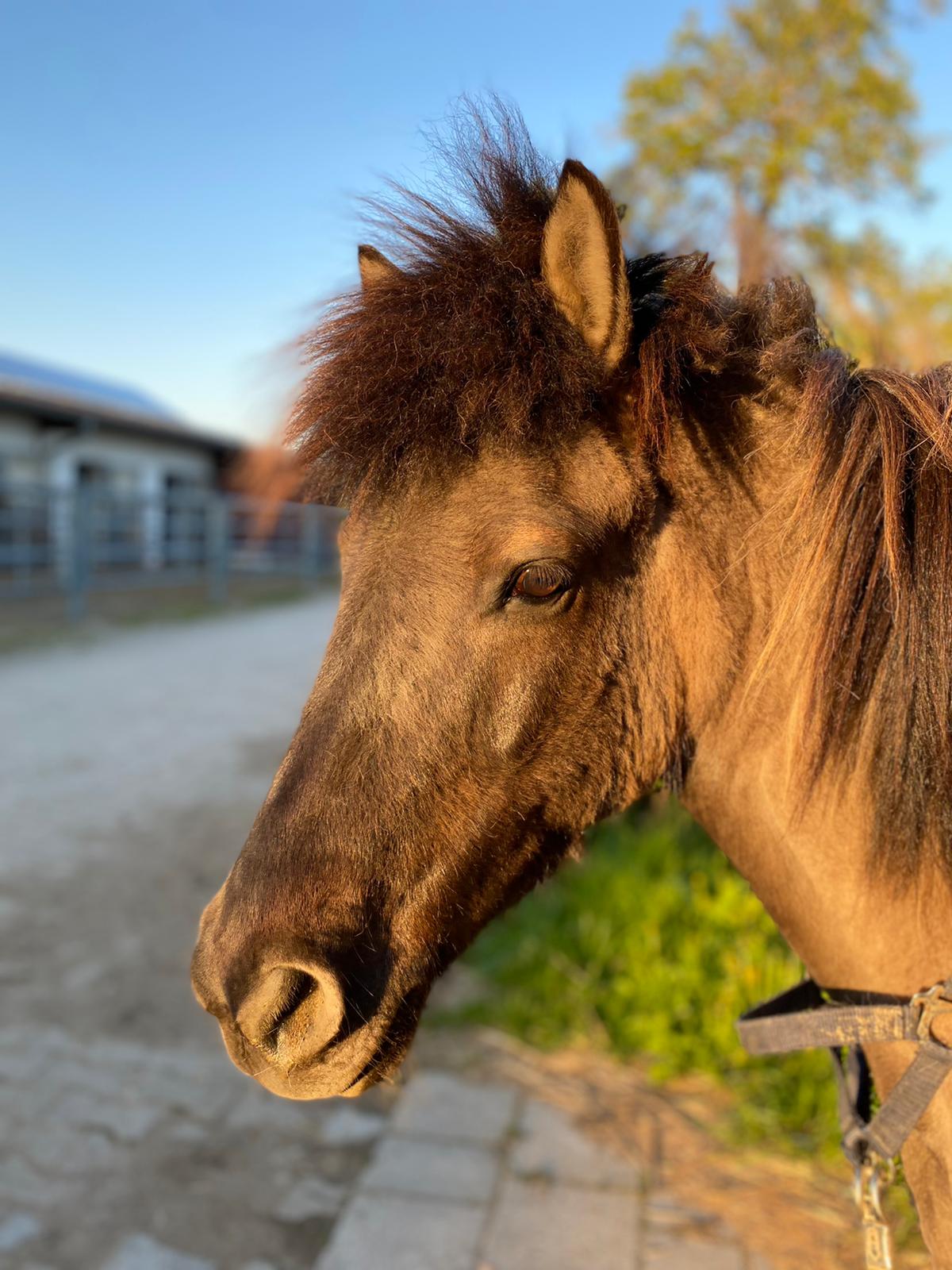 Pony Bessi